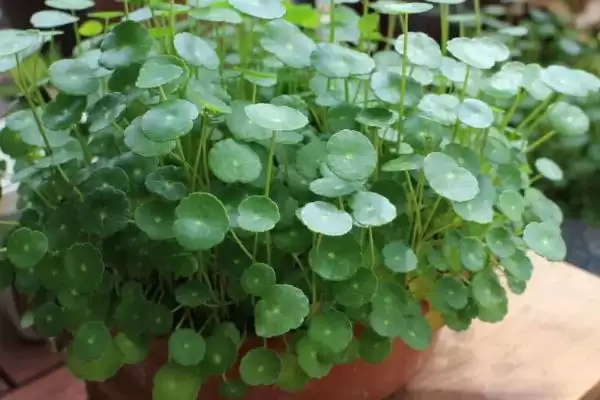 蓬莱松为何适于客厅盆栽观赏？还有哪些适合的植物？插图9