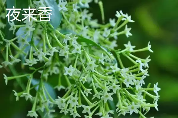 蓬莱松为何适于客厅盆栽观赏？还有哪些适合的植物？插图6