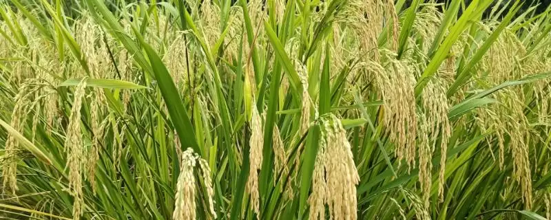 雅5优5217水稻品种情况,每亩具体多少穴?插图 雅5优5217水稻品种情况,每亩具体多少穴?插图