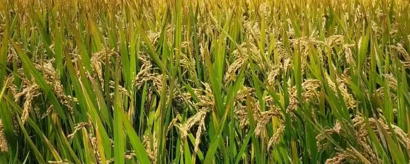 银丰优华占水稻品种株型适中还有何特性？-会东网