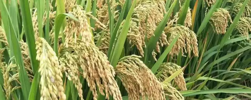 兴两优3089水稻品种特性，白叶枯病咋防治？-会东网