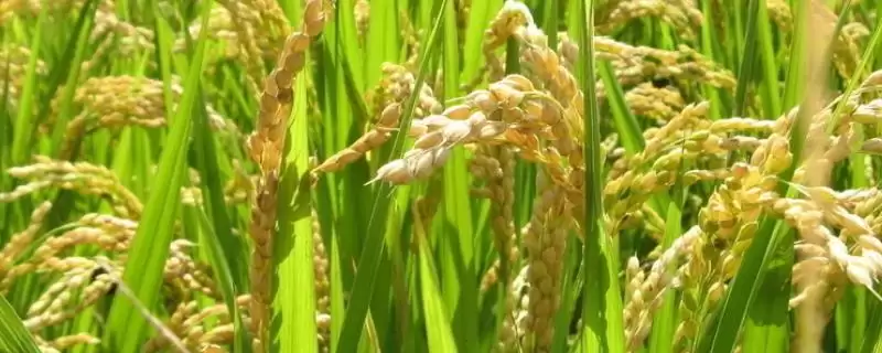 宜香优1108水稻种子特性，全生育期多少天？-会东网