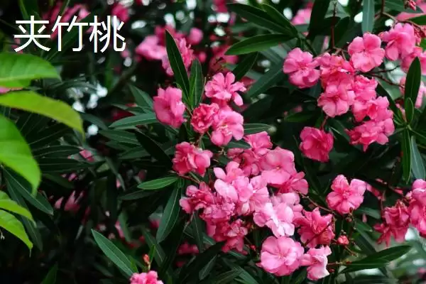 蓬莱松为何适于客厅盆栽观赏？还有哪些适合的植物？插图5