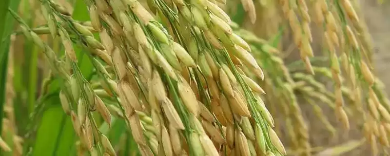 紫两优2号水稻种子情况,全生育期多少天?插图 紫两优2号水稻种子情况,全生育期多少天?插图