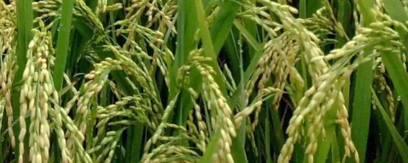 兴育2号水稻品种情况，4月上旬播原因？-会东网