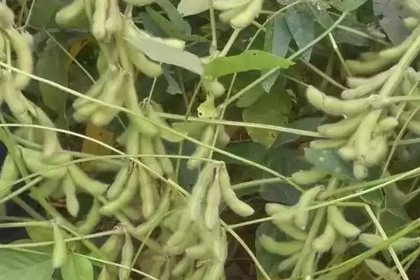 生育期103天左右的邯豆21大豆种子，这个生育期的生长节奏是怎样的？插图3