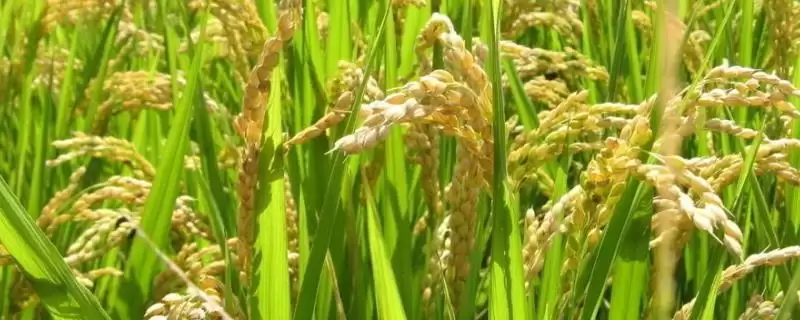 特优165水稻种子特点(特优165属感温型三系杂交水稻品种)-会东网