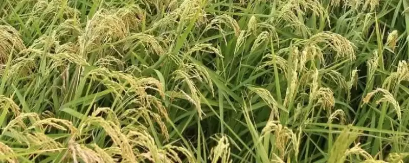 天隆优619水稻种子特征特性(天隆优619始穗齐穗各防治一次)-会东网