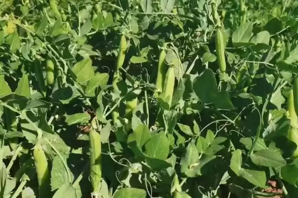 豌豆的高产种植术,穴播条播有何优势?插图1 豌豆的高产种植术,穴播条播有何优势?插图1