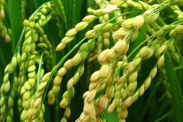 宜优2108水稻种子特点,在铜仁市生育期影响?插图2 宜优2108水稻种子特点,在铜仁市生育期影响?插图2
