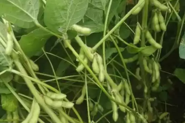 菏豆39大豆种子，适宜播期为6月10～25日的原因是什么？插图2