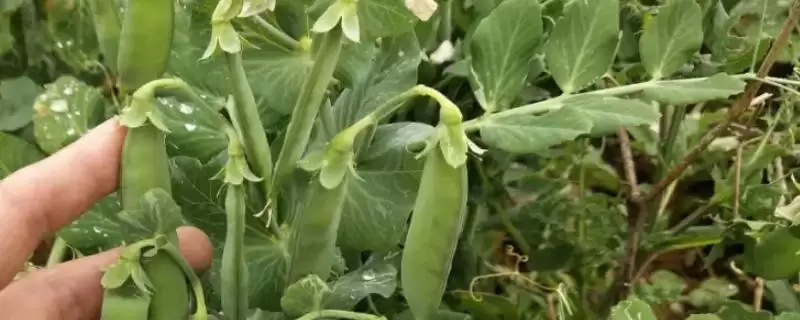 豌豆的高产种植术,穴播条播有何优势?插图 豌豆的高产种植术,穴播条播有何优势?插图