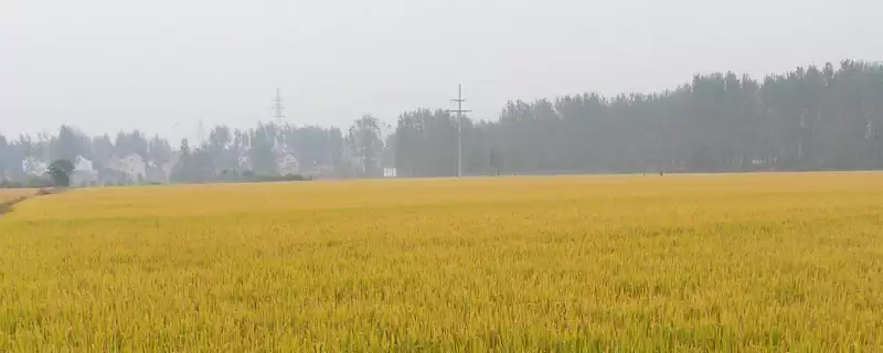 绥原3号水稻品种简介(绥原3号水稻品种主茎叶片数为12片)-会东网