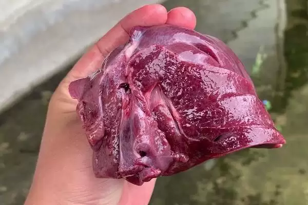 钓黑鱼选动物饵料或自制饵料，哪种效果更好？钓黑鱼的饵料还有哪些选择？插图2
