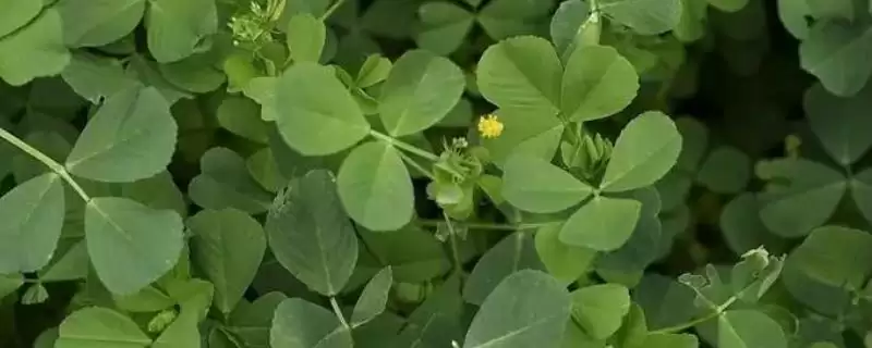 一二年生草本植物金花菜，还有哪些你不知道的？-会东网