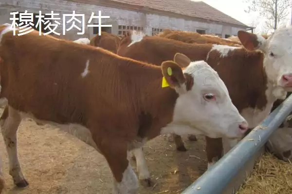 黑龙江牡丹江市的响水大米驰名中外,是什么造就了它的高品质?插图4 黑龙江牡丹江市的响水大米驰名中外,是什么造就了它的高品质?插图4
