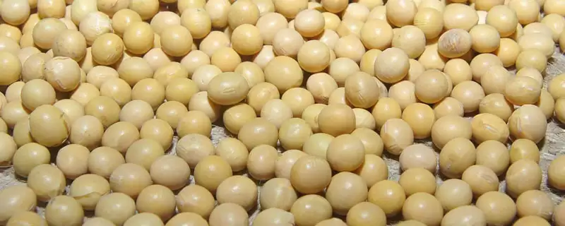华春6号大豆品种，南部3月中下旬播种的气候条件有何要求？-会东网