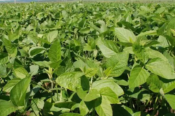 黑农芽豆2号大豆品种，选择中等以上肥力地块种植的原因是？插图3