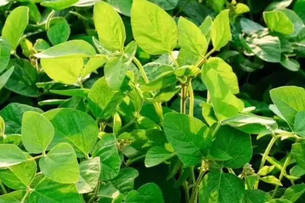 丰豆6号大豆种子，适宜播期为6月10～25日，这个播期是根据什么确定的？插图3
