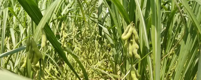 高蛋白夏大豆品种的贡夏豆13大豆种子，高蛋白特性是如何培育出来的？-会东网