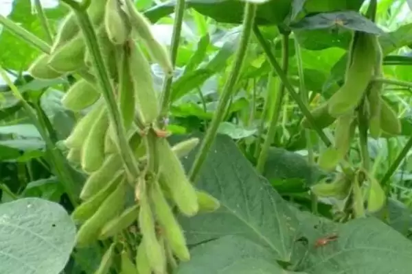 吉育105大豆品种，8月中旬防治大豆食心虫有何重要性？插图1