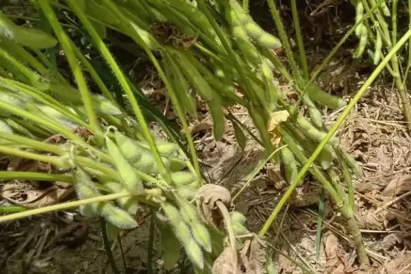 高油型中早熟春大豆品种垦豆43大豆种子，表现如何？插图2
