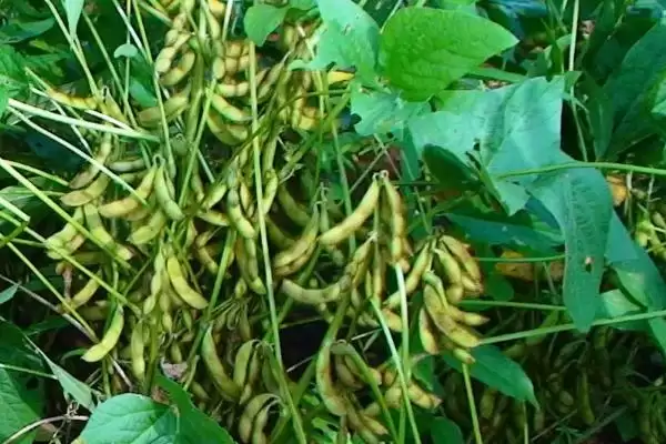 高抗大豆灰斑病的吉科豆12大豆种子，抗病机制是怎样的呢？插图1