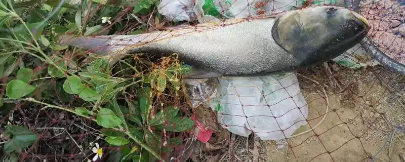 夏季为何全天均可钓鲢鳙？钓鲢鳙的适宜时间还受哪些因素影响？-会东网