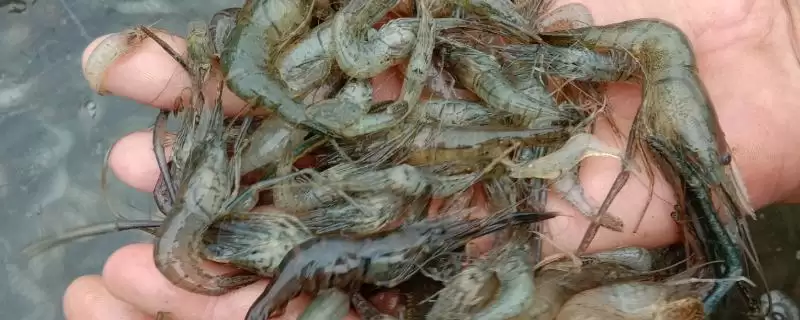 草虾养殖时白天少喂、晚上多喂的依据是什么？草虾的养殖还有哪些喂养技巧？-会东网