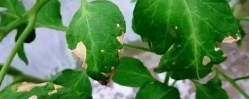 中抗大豆花叶病毒3号株系的吉育501大豆品种，有何特性？-会东网