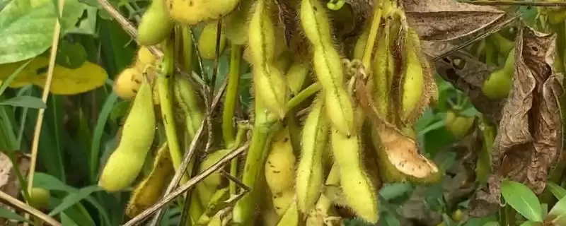 高蛋白春大豆品种的贡春豆25大豆种子,高蛋白对大豆品质有何提升?插图 高蛋白春大豆品种的贡春豆25大豆种子,高蛋白对大豆品质有何提升?插图