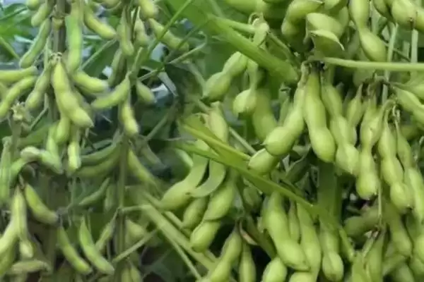 属中熟夏大豆品种的嘉豆43大豆种子，表现如何？插图2