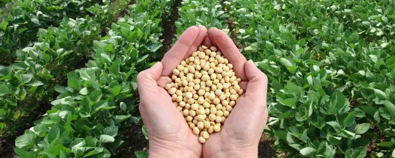 东生89大豆品种，选择中等肥力地块种植的原因和好处是什么？-会东网
