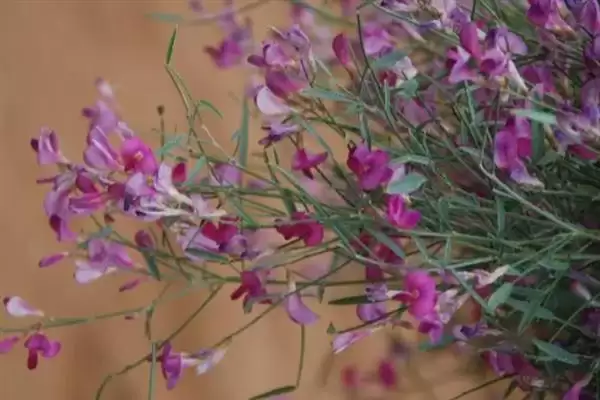花棒种子的收购价格因地区而异，影响价格的因素还有哪些？插图5