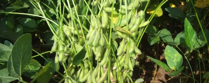 生育期128天的吉育86大豆，还有哪些你不知道的？-会东网