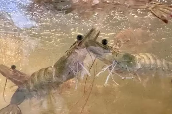 草虾养殖时白天少喂、晚上多喂的依据是什么？草虾的养殖还有哪些喂养技巧？插图5