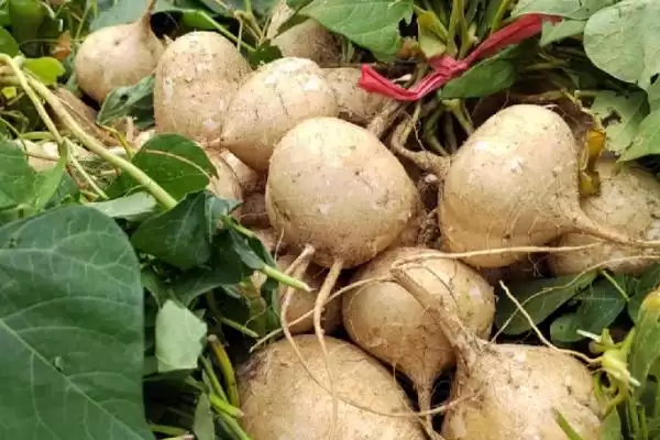 地萝卜学名为何叫豆薯？豆薯还有哪些有趣的别称和特性？插图1
