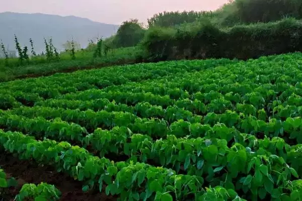 生育期128天的吉育86大豆，还有哪些你不知道的？插图1