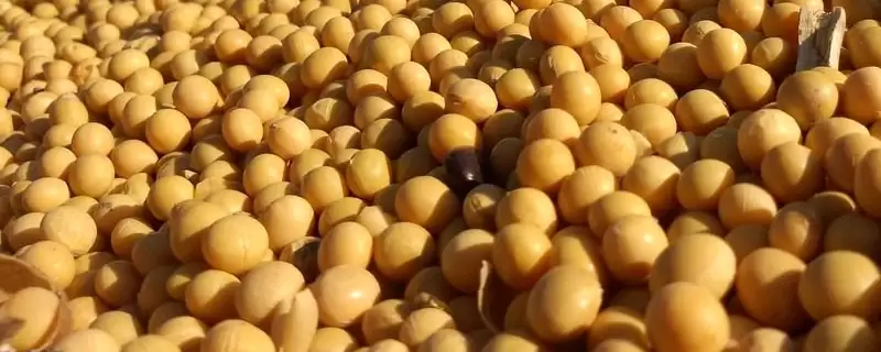 菏豆15号大豆种子特点，每亩种植密度为1.3万株左右-会东网