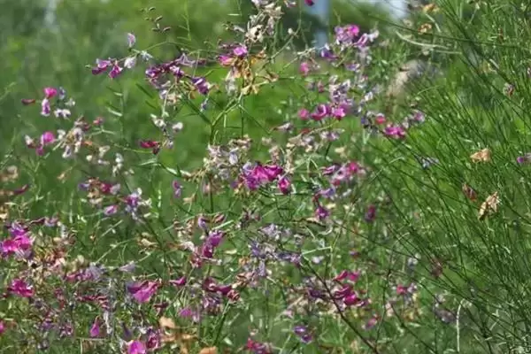 花棒种子的收购价格因地区而异，影响价格的因素还有哪些？插图3