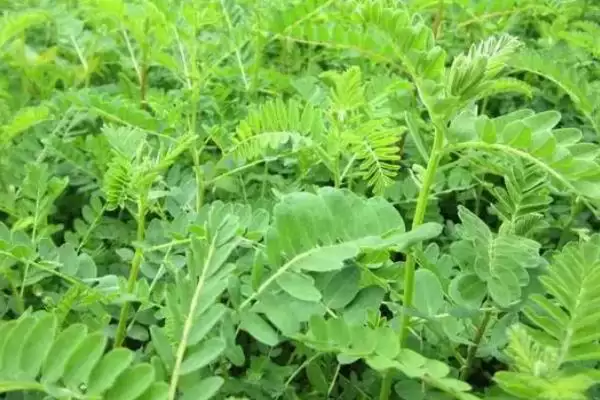 黄芪每年6-8月开花，花期的养护要点有哪些？插图1