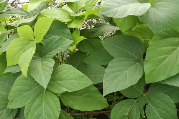 东生89大豆品种，选择中等肥力地块种植的原因和好处是什么？插图1
