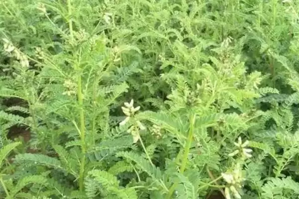 黄芪每年6-8月开花，花期的养护要点有哪些？插图3