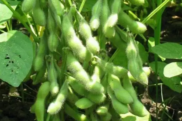 黑农504大豆品种,低肥力地块8万株的种植密度对生长有何影响?插图1 黑农504大豆品种,低肥力地块8万株的种植密度对生长有何影响?插图1