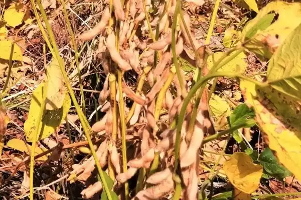 中抗大豆花叶病毒病7号株系的冀豆1258大豆种子,还有哪些特点?插图3 中抗大豆花叶病毒病7号株系的冀豆1258大豆种子,还有哪些特点?插图3