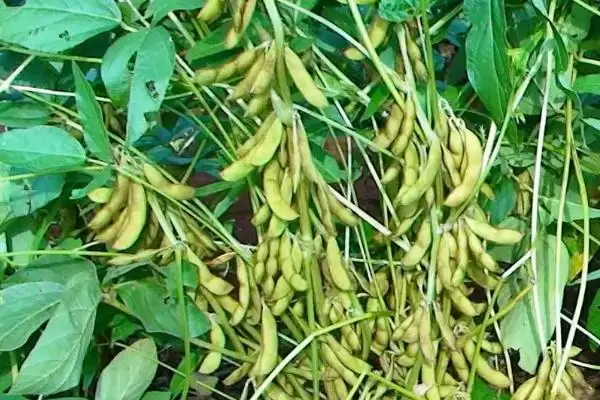 中抗大豆花叶病毒3号株系的吉育501大豆品种，有何特性？插图2