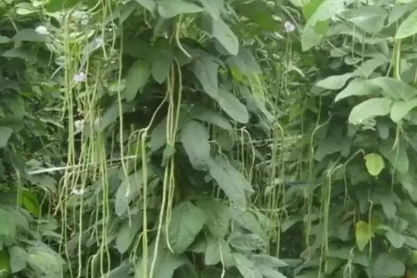 豆角和豇豆为何是同一种作物?它们在不同地区的称呼和种植习惯有何差异?插图1 豆角和豇豆为何是同一种作物?它们在不同地区的称呼和种植习惯有何差异?插图1