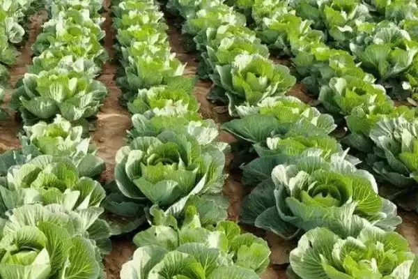 夏播甘蓝选在7月下旬左右种植，这与甘蓝的生长习性有何关系？甘蓝的种植方法还有哪些？插图10