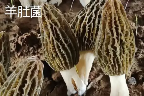 黑龙江牡丹江市的响水大米驰名中外,是什么造就了它的高品质?插图10 黑龙江牡丹江市的响水大米驰名中外,是什么造就了它的高品质?插图10
