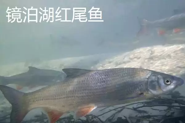 黑龙江牡丹江市的响水大米驰名中外,是什么造就了它的高品质?插图8 黑龙江牡丹江市的响水大米驰名中外,是什么造就了它的高品质?插图8